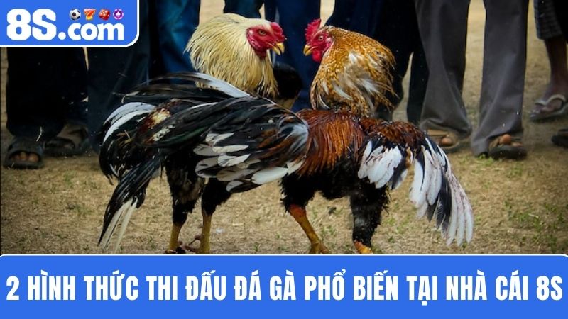2 hình thức đá gà 8S
