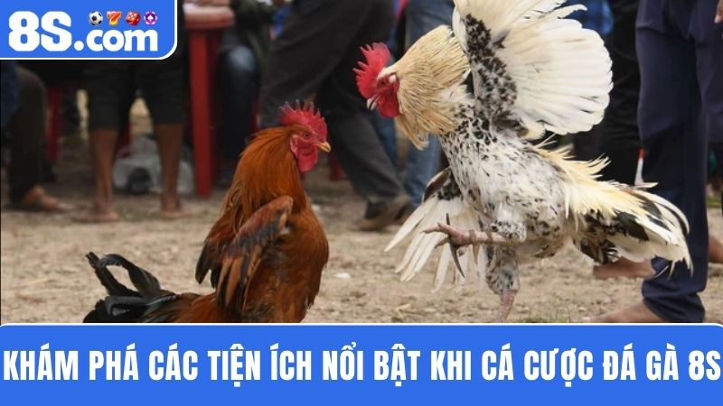 tiện ích nổi bật đá gà 8S