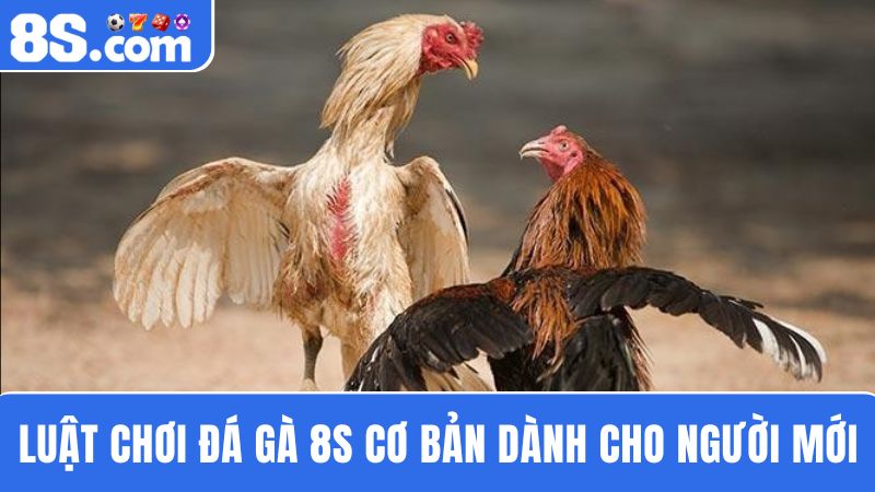 luật chơi đá gà 8S